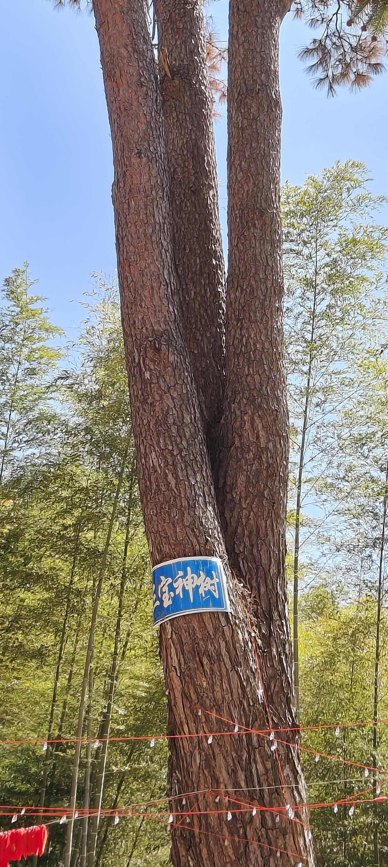 爱在三宝神树
李家宁(中国)
不是我在生长，是爱
借我分出三枝。

第一枝伸向香