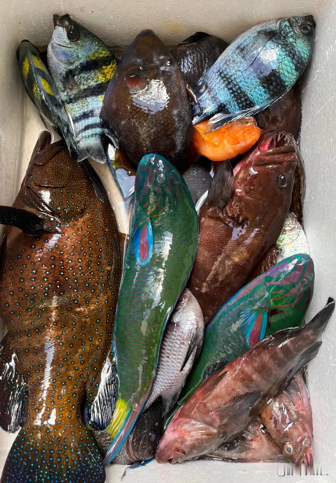 舟山一开渔🎣好多出海海钓的，我看到渔山岛海钓+追蓝眼泪500一个人

刷到有人