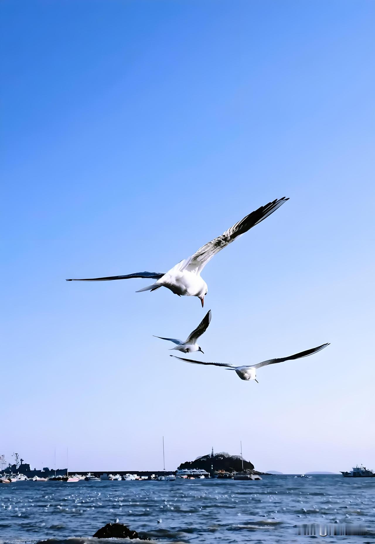 ‌时隔一月，重返晴空
破笼向晴空，
振翅入长风，
自由，
本就该这般无拘无束。