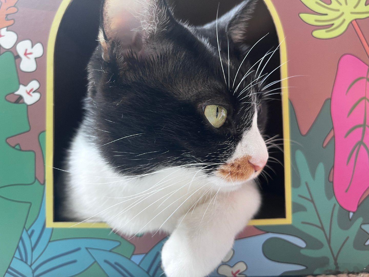 苗 一款很吃角度的小猫 