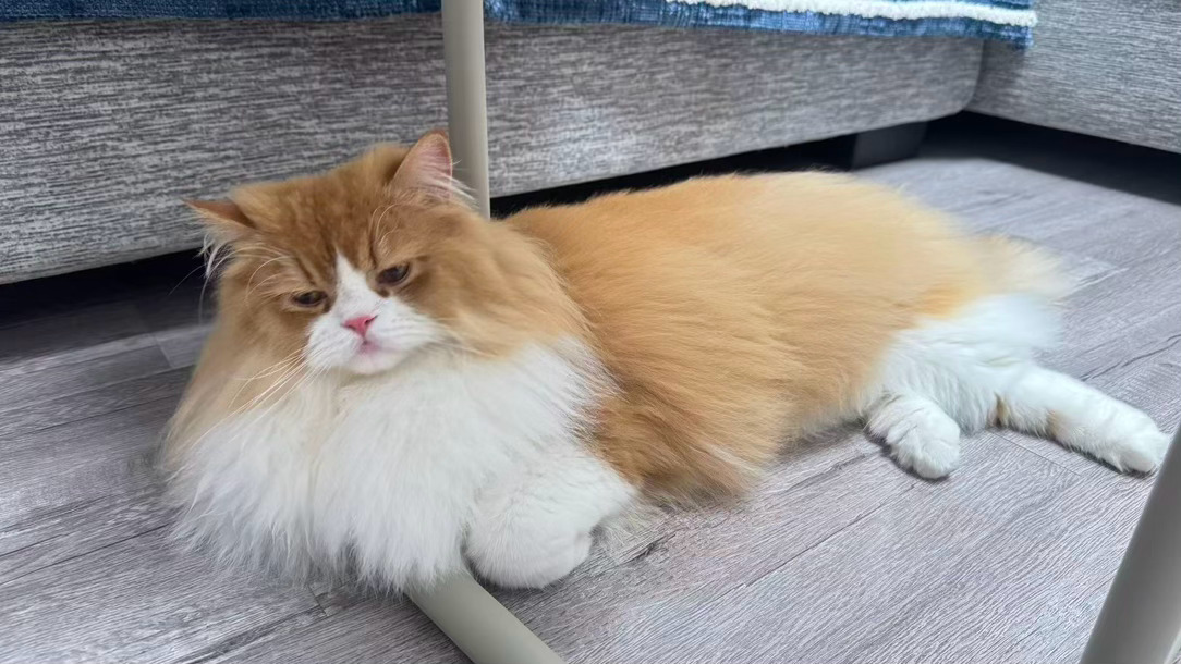 每日萌宠打卡萌宠猫猫的专用躺椅 