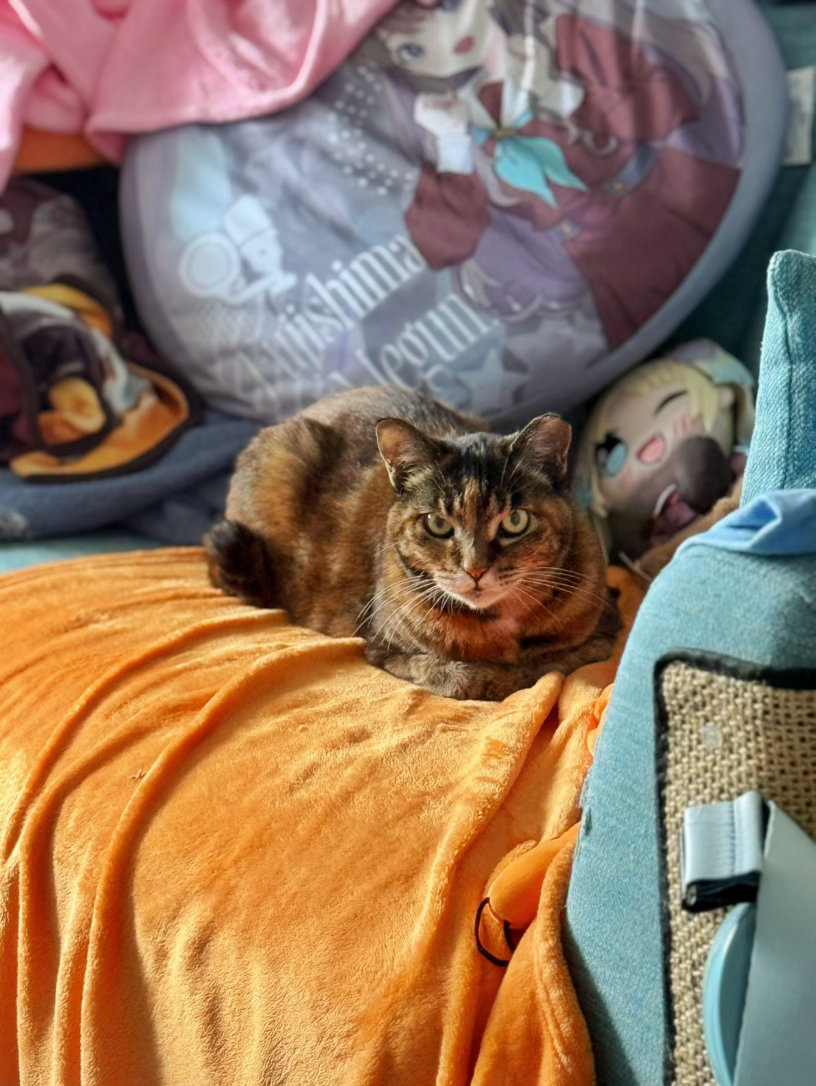 古德猫宁 