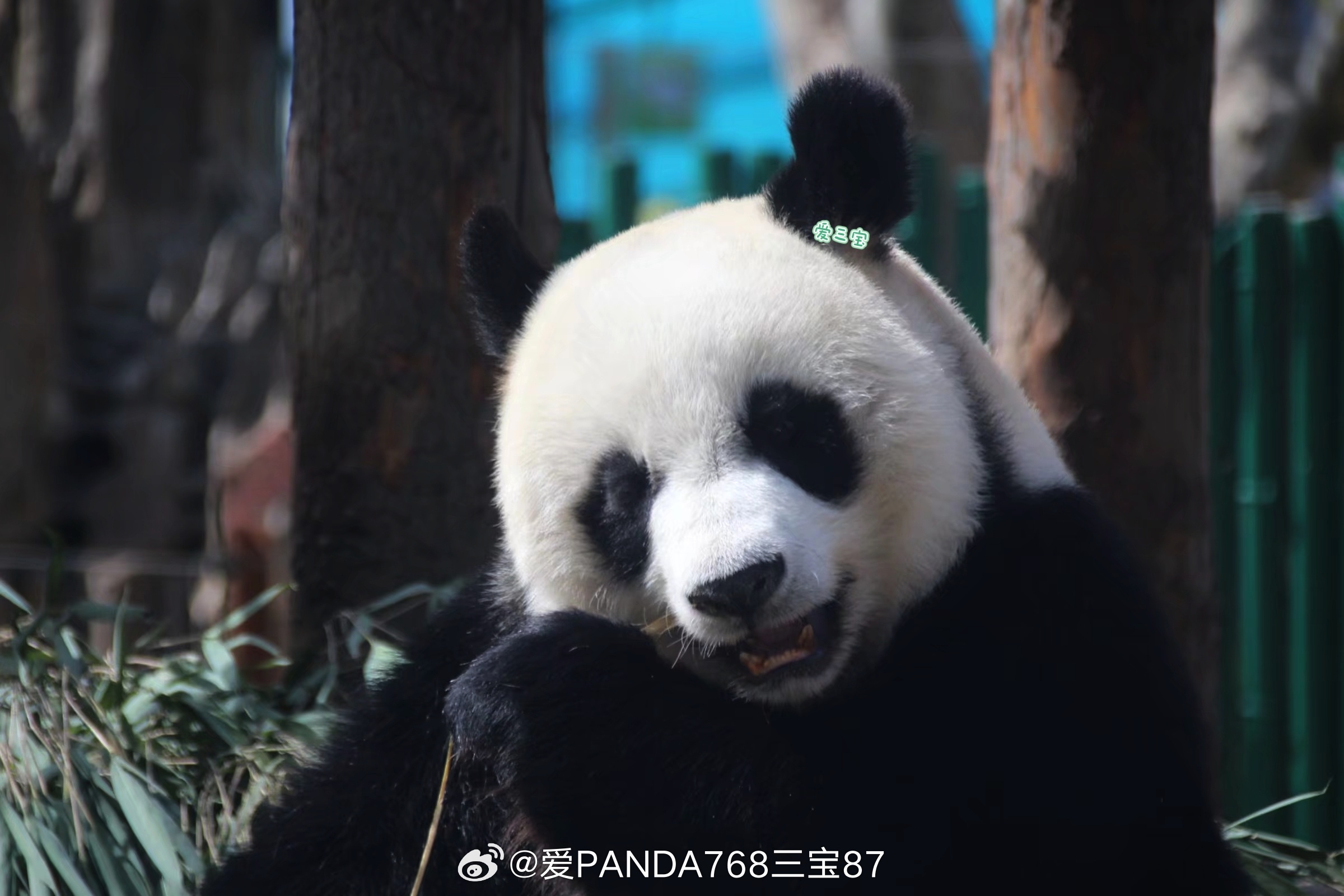 大熊猫妙音 娇俏的小熊 