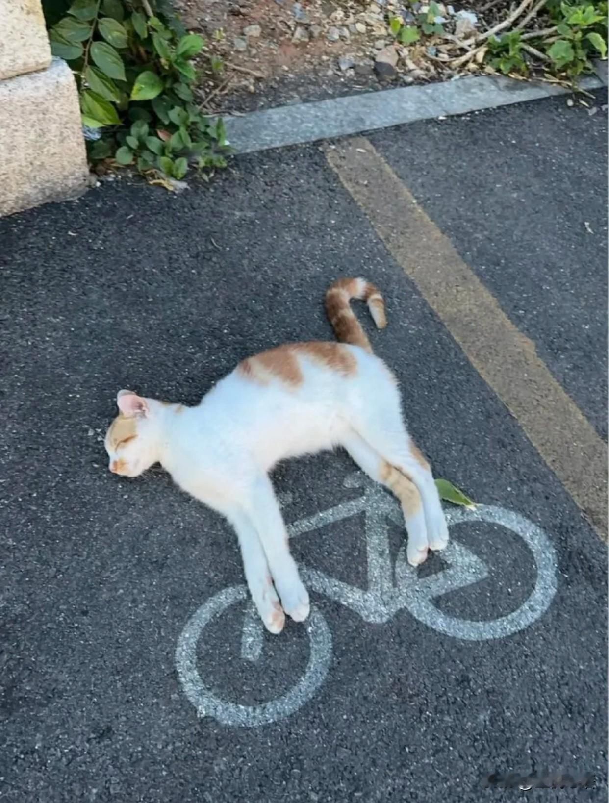 咪咪牌自行车🚲，你值得拥有，哈哈哈！