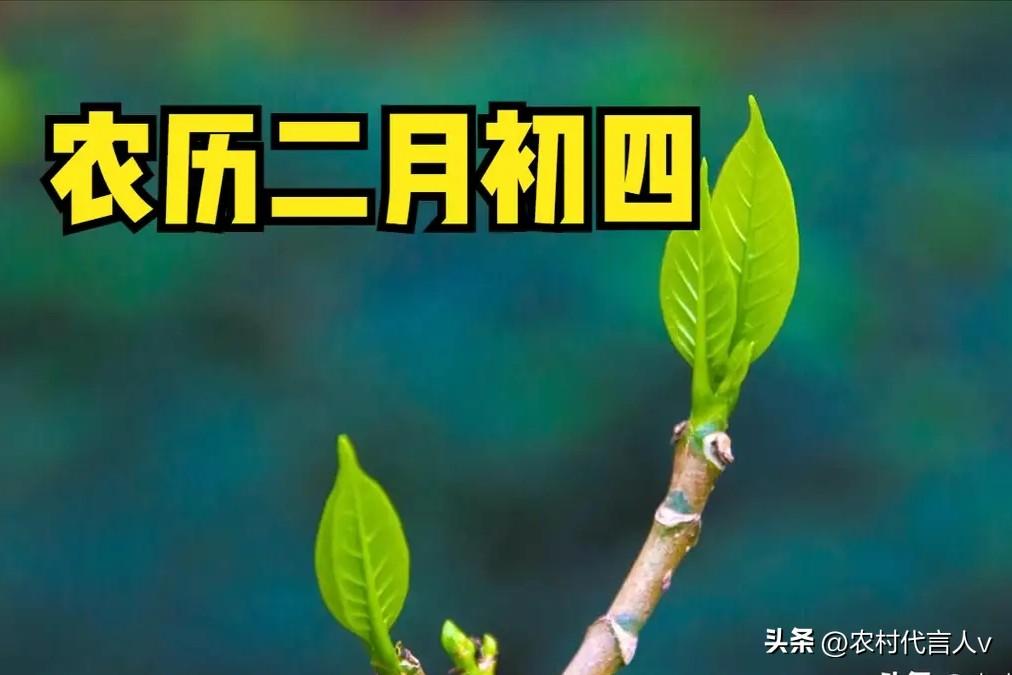 今日二月初四：做好“1吃2扫3不做”，老辈说：守住家底，春耕顺风满仓。
 
“二
