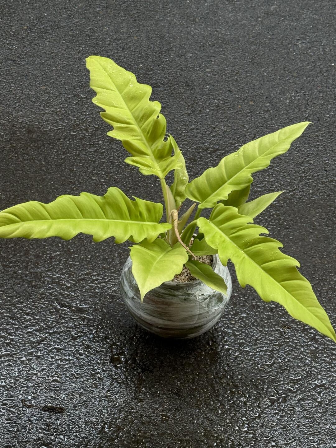 13款家装氛围感植物分享🍃🍃