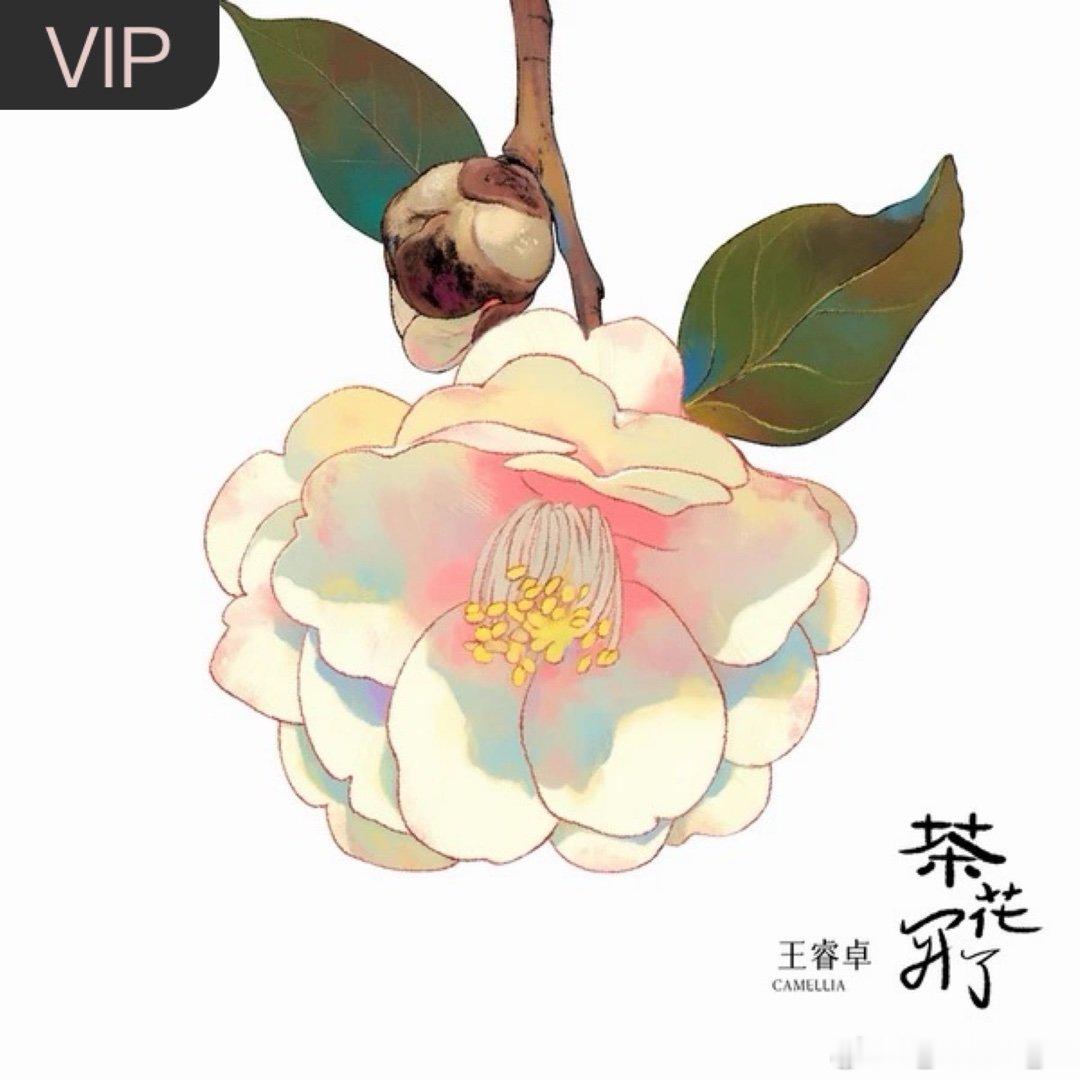 王睿卓《茶花开了》茶花开了（