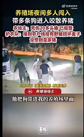 “说不清了”护农队回应农场主家猪被咬死咬伤：接到农户线报称野猪毁坏麦子，放狗撕咬