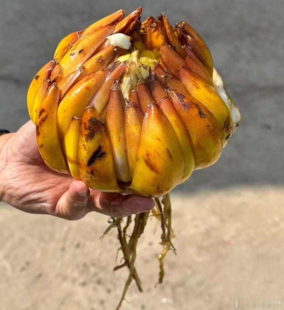 亲戚家挖的野生百合，比碗口还大，说是长了十多年了。 