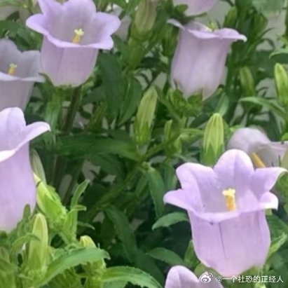 微公益种植🔔 风铃草｜治愈系小清新，轻松养出梦幻花园！想要家里拥有一片“叮叮当