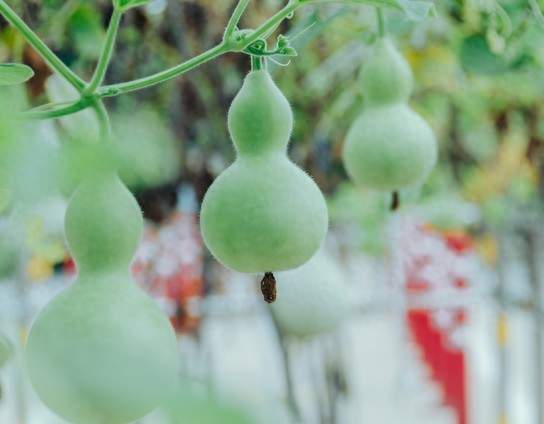 葫芦刚被剪掉，隔壁又挂7个葫芦引热议