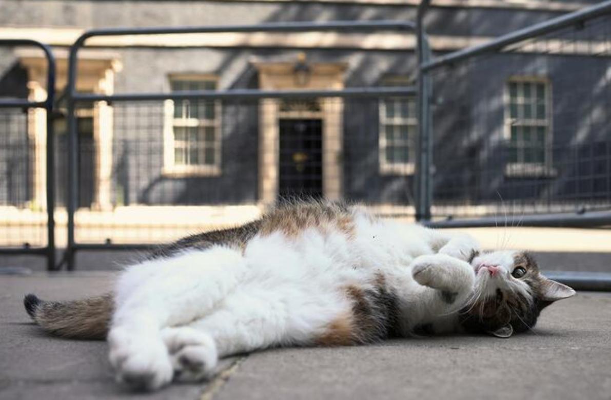 【太可爱了 😍 英国新首相安迪·伯纳姆表示，他不会把狗带到唐宁街，以免打扰拉里