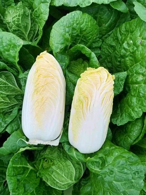 不知道大家都在网上买过蔬菜没有？前几年“团购”刚兴起的时候，我倒是买过几次，一般