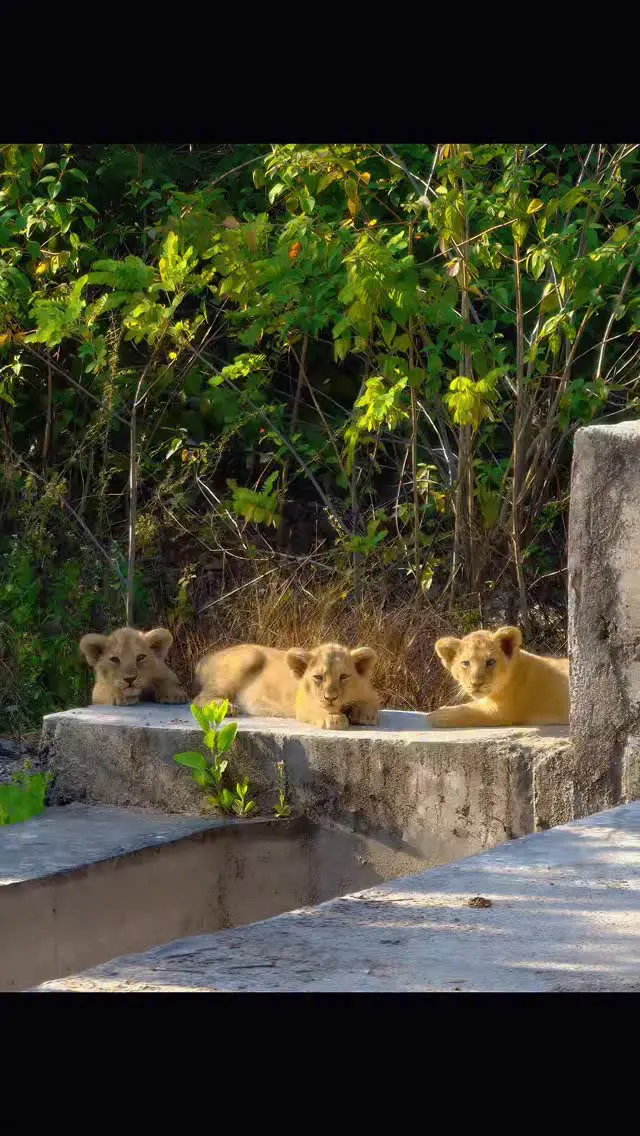 来到村民家的小亚洲狮们。