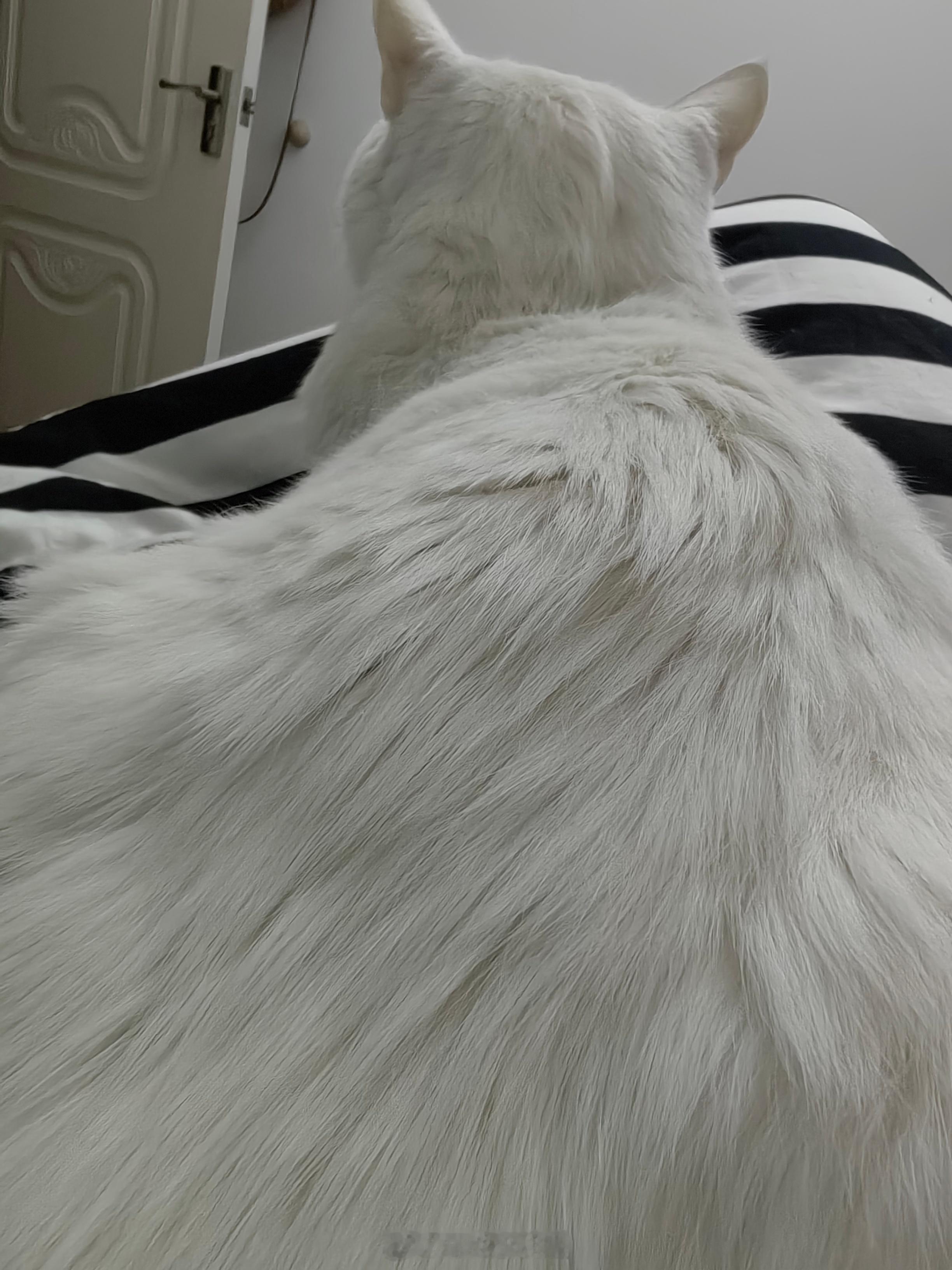 本来想着躺下休息一下结果被一只猪当成坐垫了不知道啥意思 