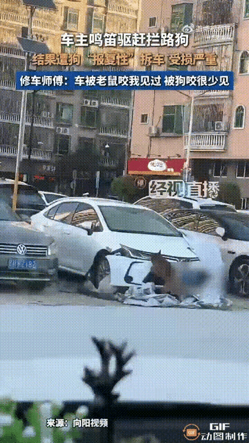 笑不活了！广东广州一名男子开车时，在街上遇见两只小狗嬉戏打闹，由于它们阻拦了去路