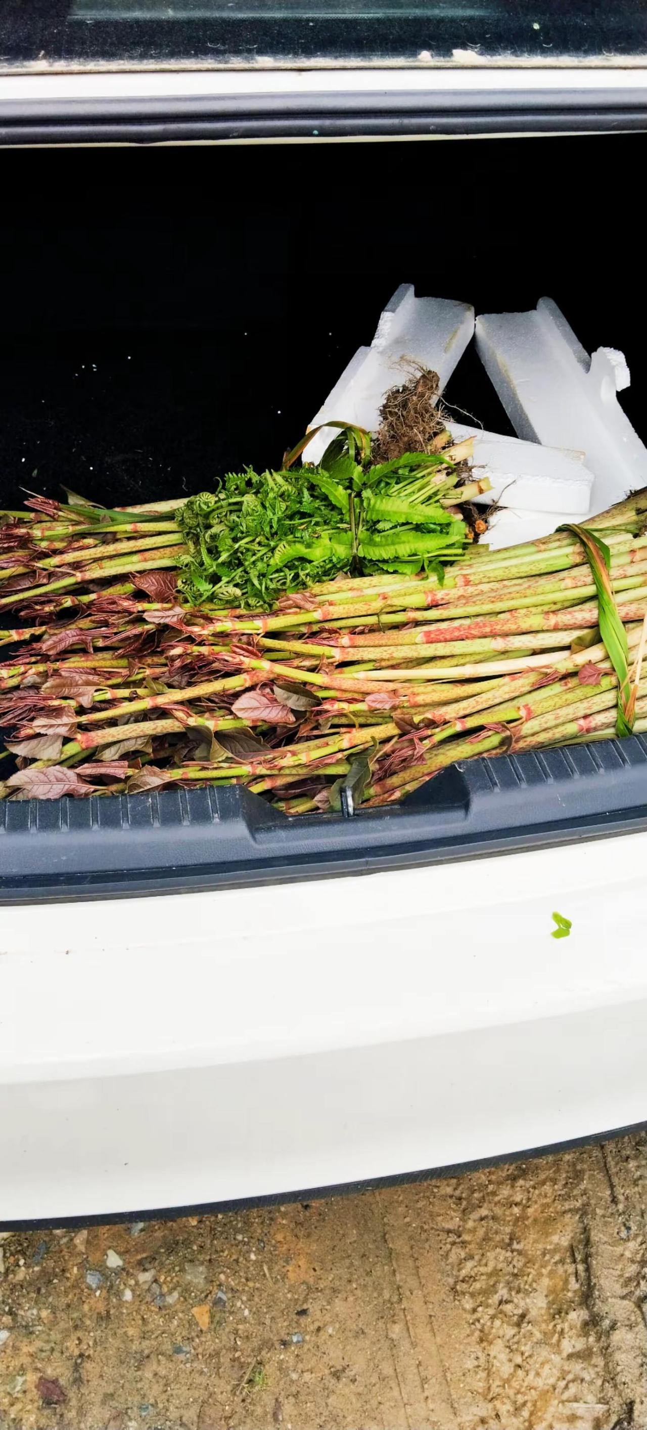 野菜。又是采摘野菜的季节吖，今天的收获颇丰 野菜 美食 农村特色美食 好吃的美食