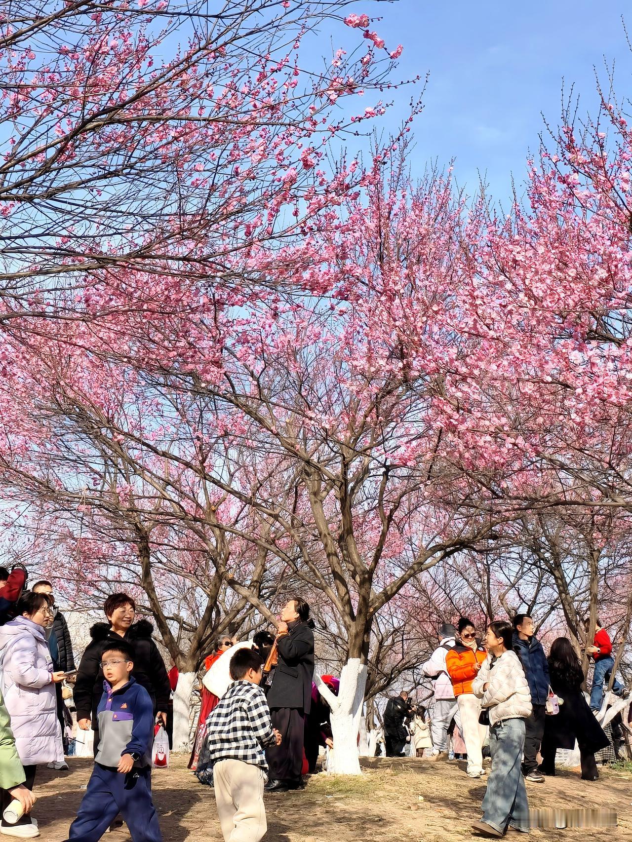 武汉宝子们冲！竹叶海公园梅花坡的早梅直接开挂了
 1月10日实拍认证！往年要等到