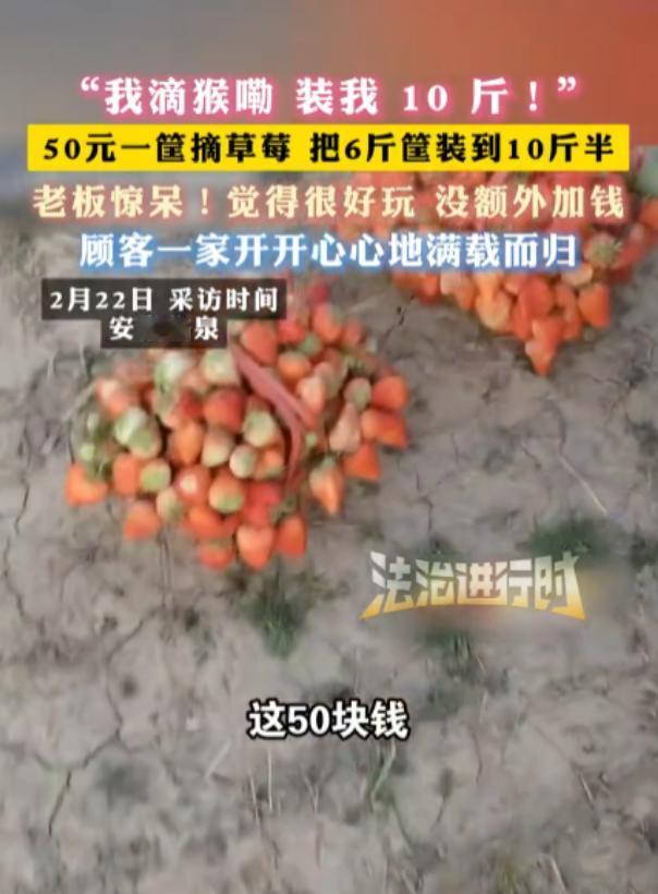 安徽临泉，一女子带着孩子们去摘草莓，老板说50元一篮子，万万没想到，女子竟在篮子