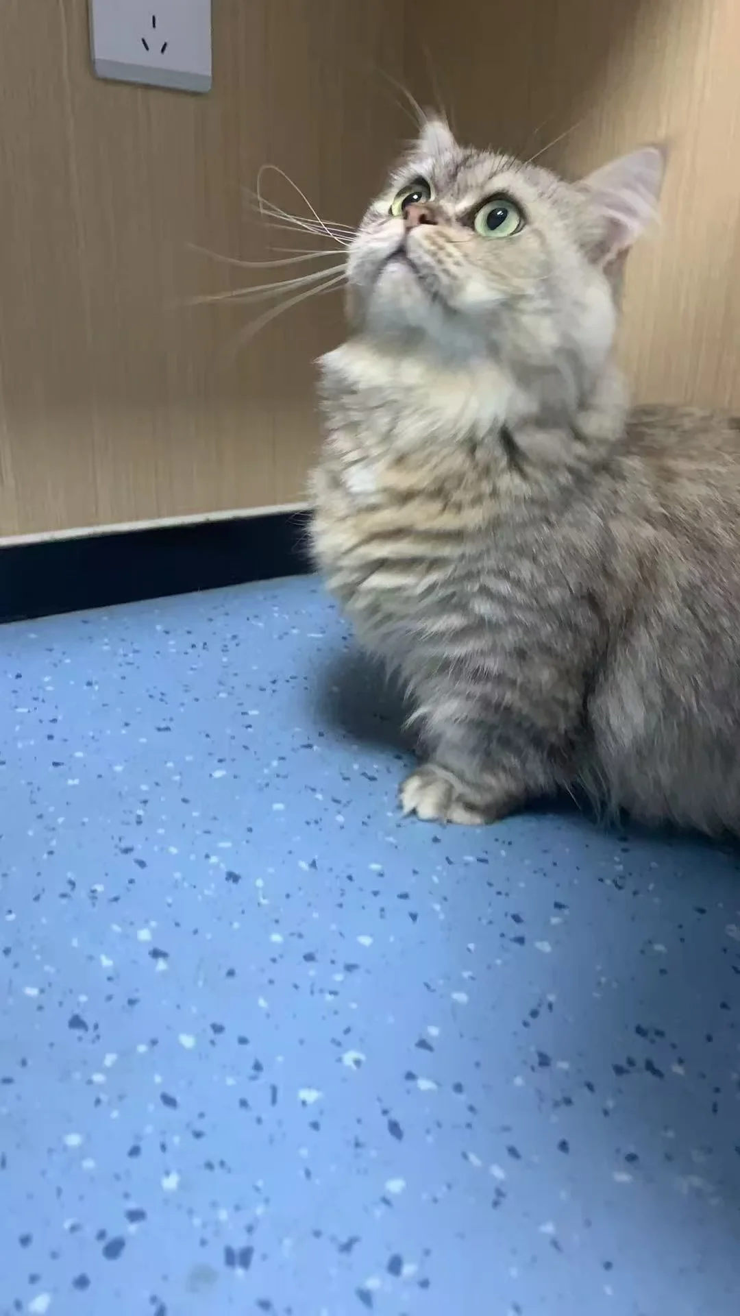 保洁阿姨20多只猫了？
