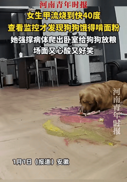 1月1日，安徽一女生甲流高烧近40度，卧床一天没顾上喂狗。她因家中异常安静查看监