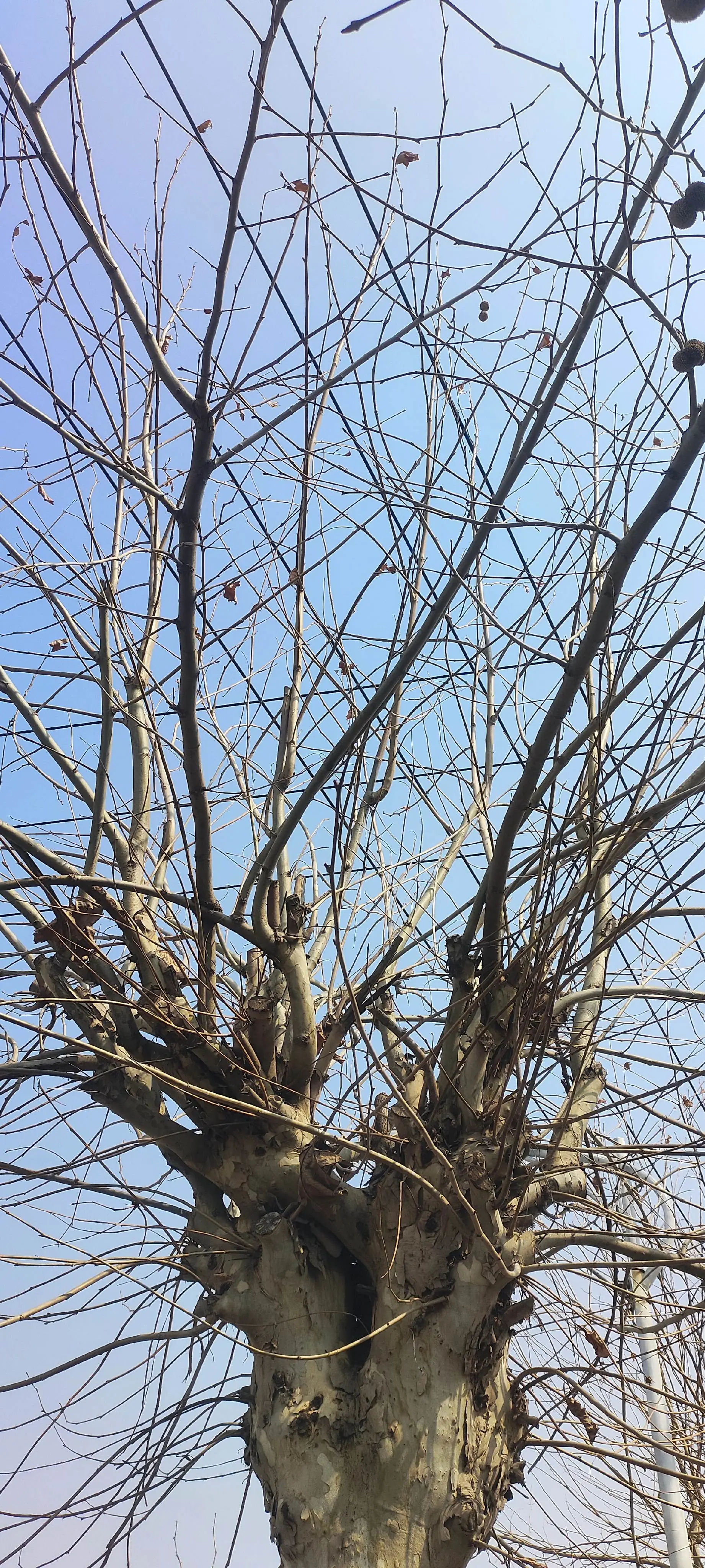 干枯的树