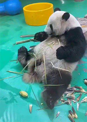 终于知道为什么榴莲是臭的了