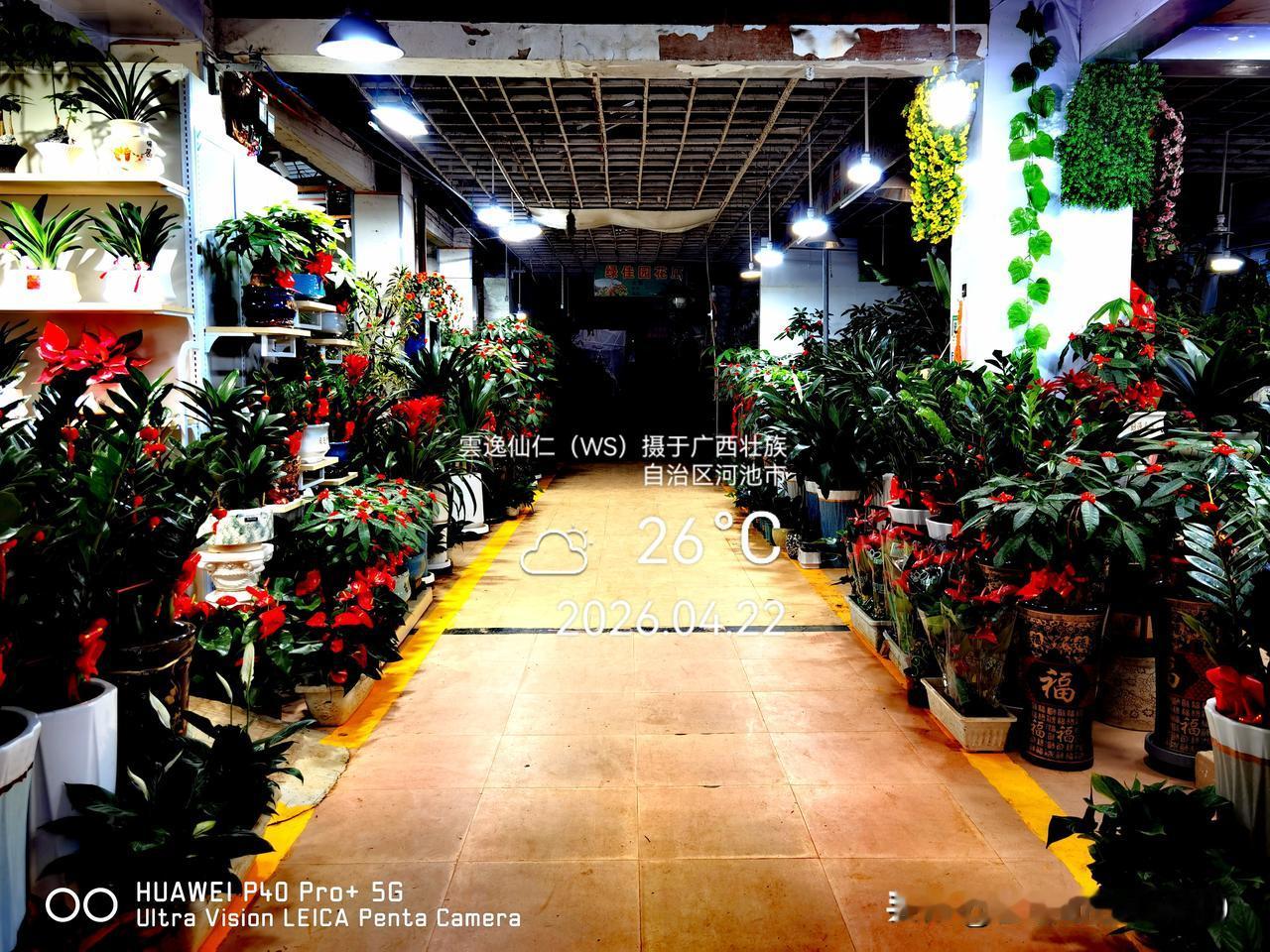 月居生活记录（9602）广西壮族自治区河池市（39）：逛金城江江北农贸市场、花卉