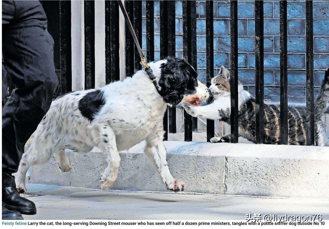 🇬🇧拉里猫向一只胆大妄为的警犬展示了谁才是老大，这只警犬当时正试图在唐宁街1