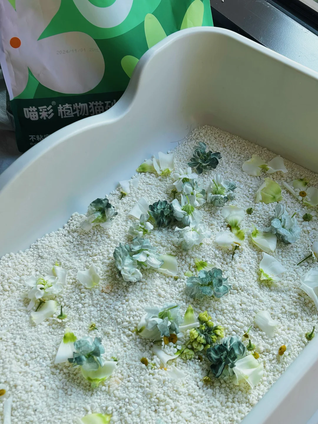 领养小奶猫收到的第一份礼物居然是...猫砂？