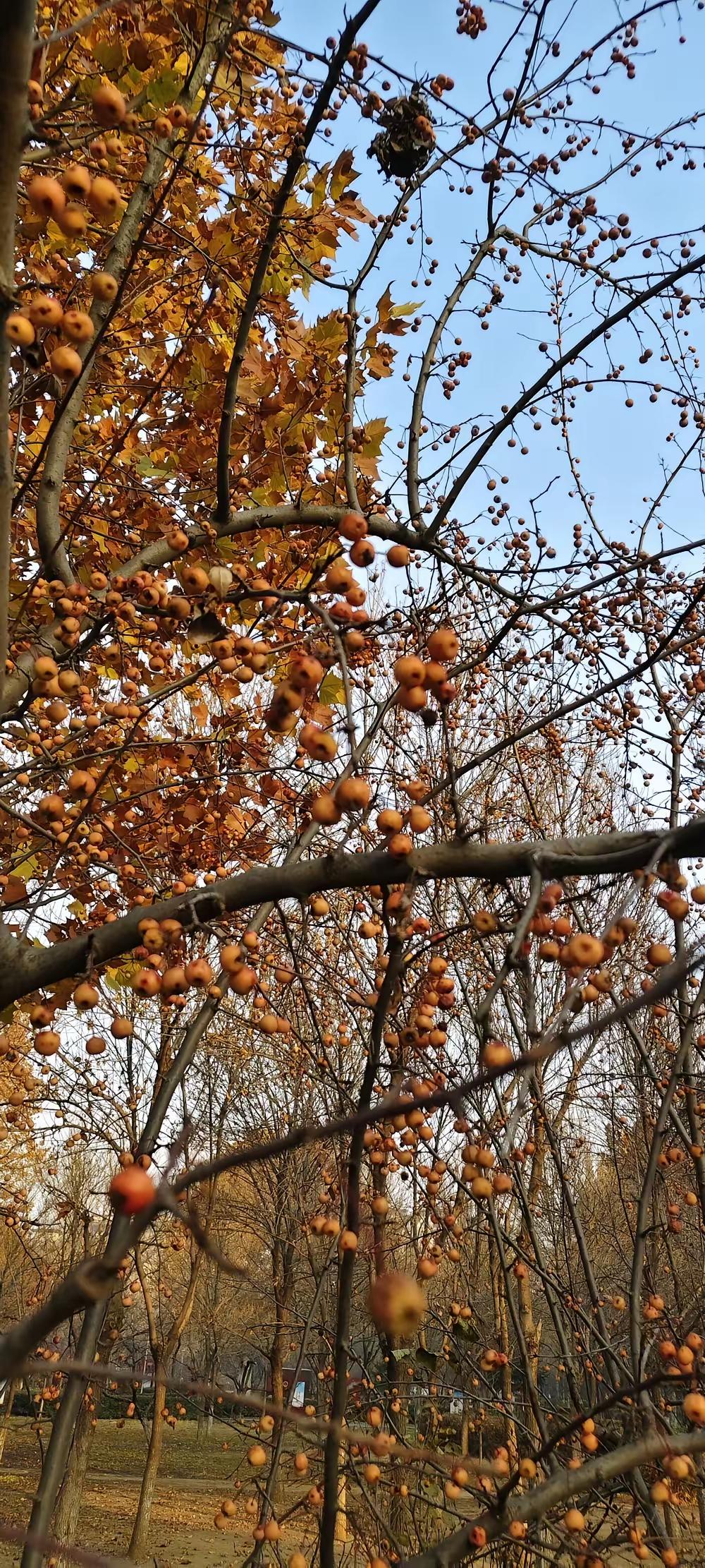 前天在微头条碰到找茬的，本来想直接回怼，没想到居然发现了个藏着的小功能！刷表情包