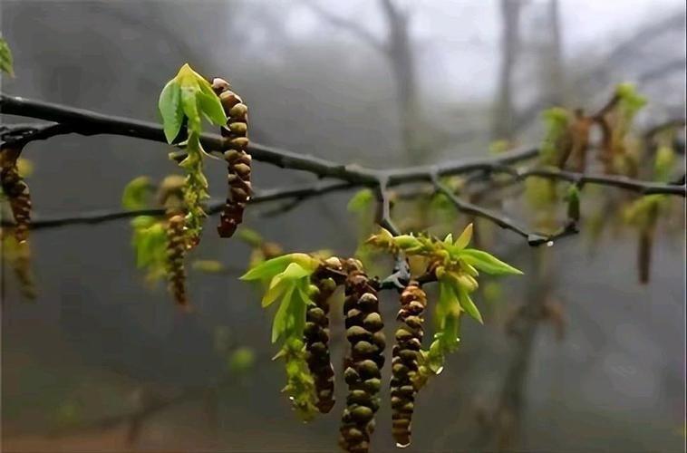 曾全球只剩一棵树，专人24小时看守，还送种子上太空抢救
 
浙江普陀山藏着一株特