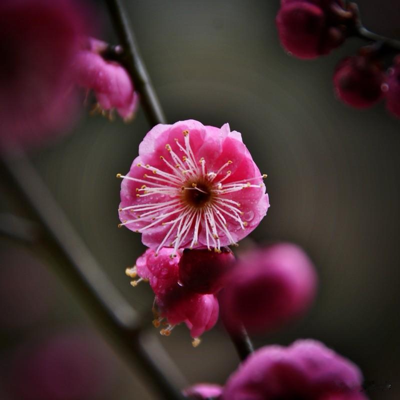 下联：片片绿叶送和风。诚邀上联簇簇红梅迎瑞雪