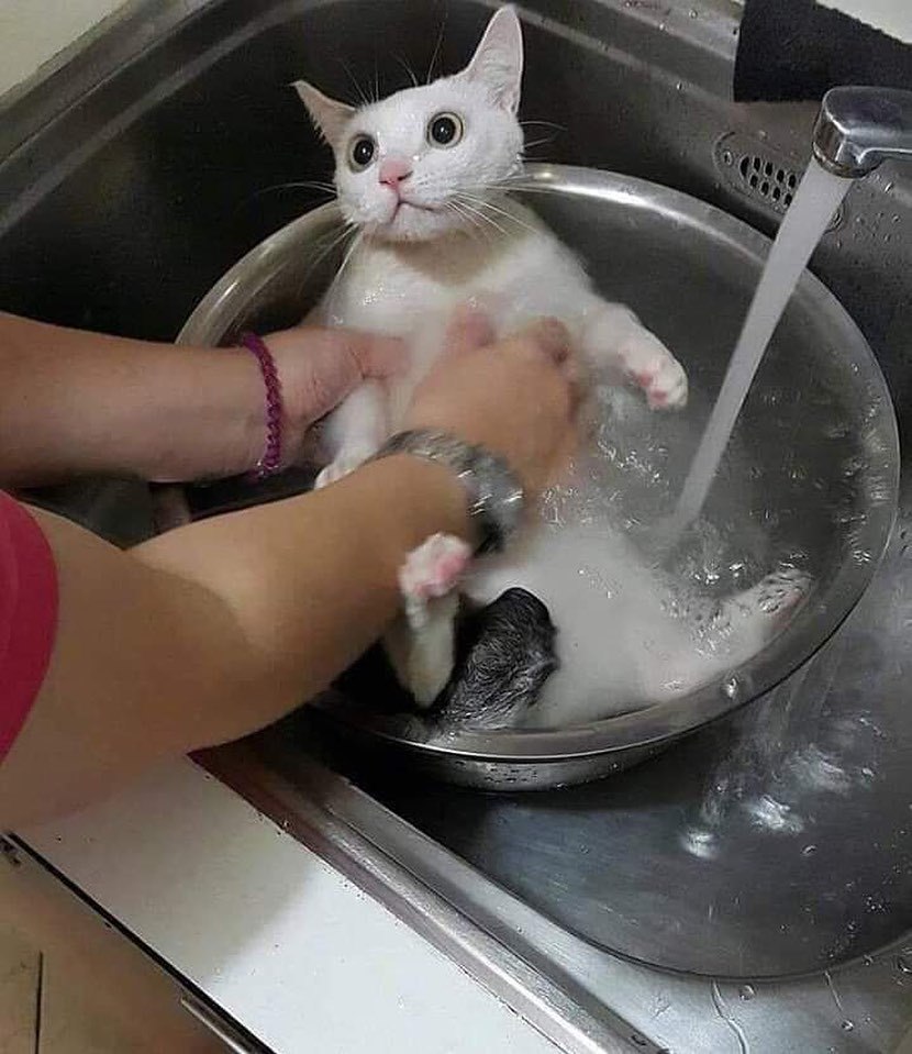 洗猫 
