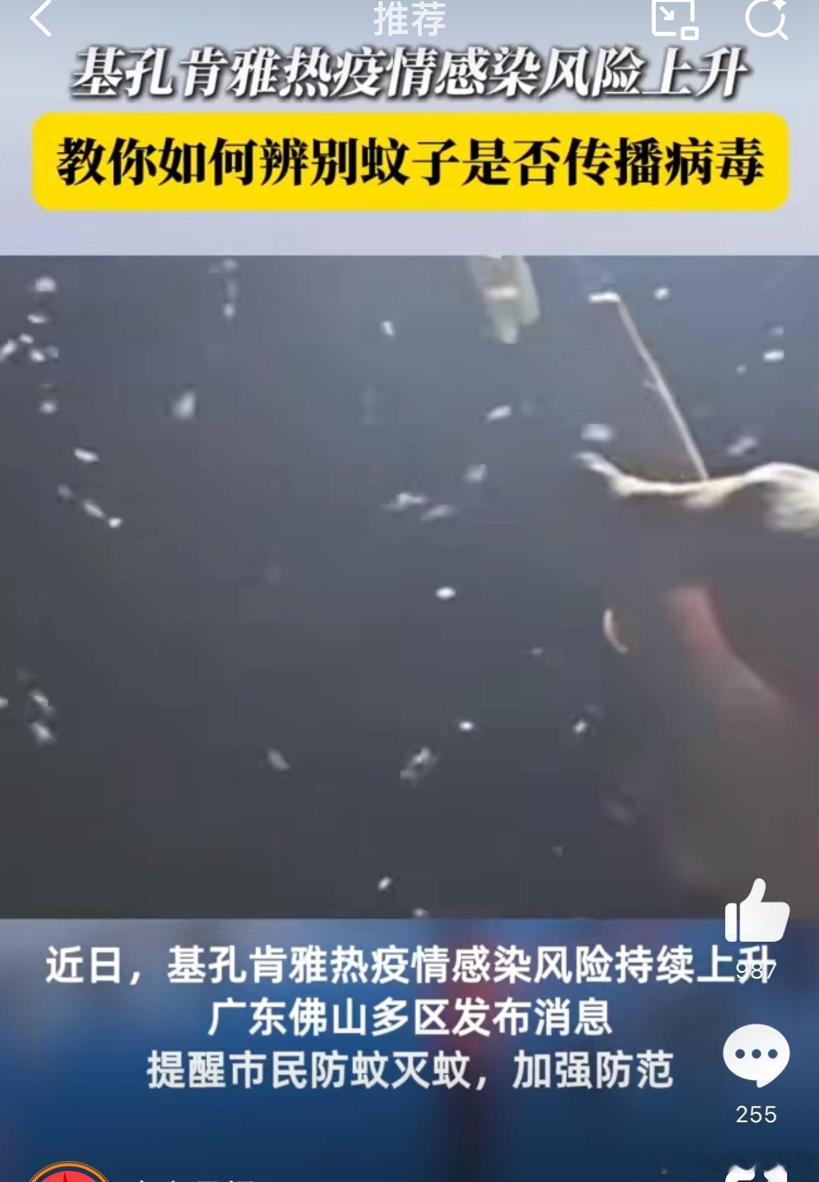 如何辨别蚊子是否传播基孔肯雅热夏季蚊子高发期…一定要注意防蚊避免疾病感染 ​​​