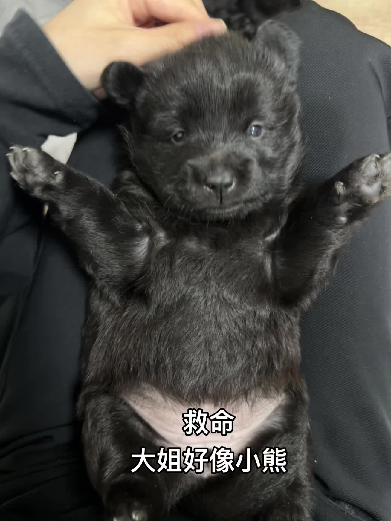 小奶狗 五黑犬 黑土松 偷袈裟的黑熊