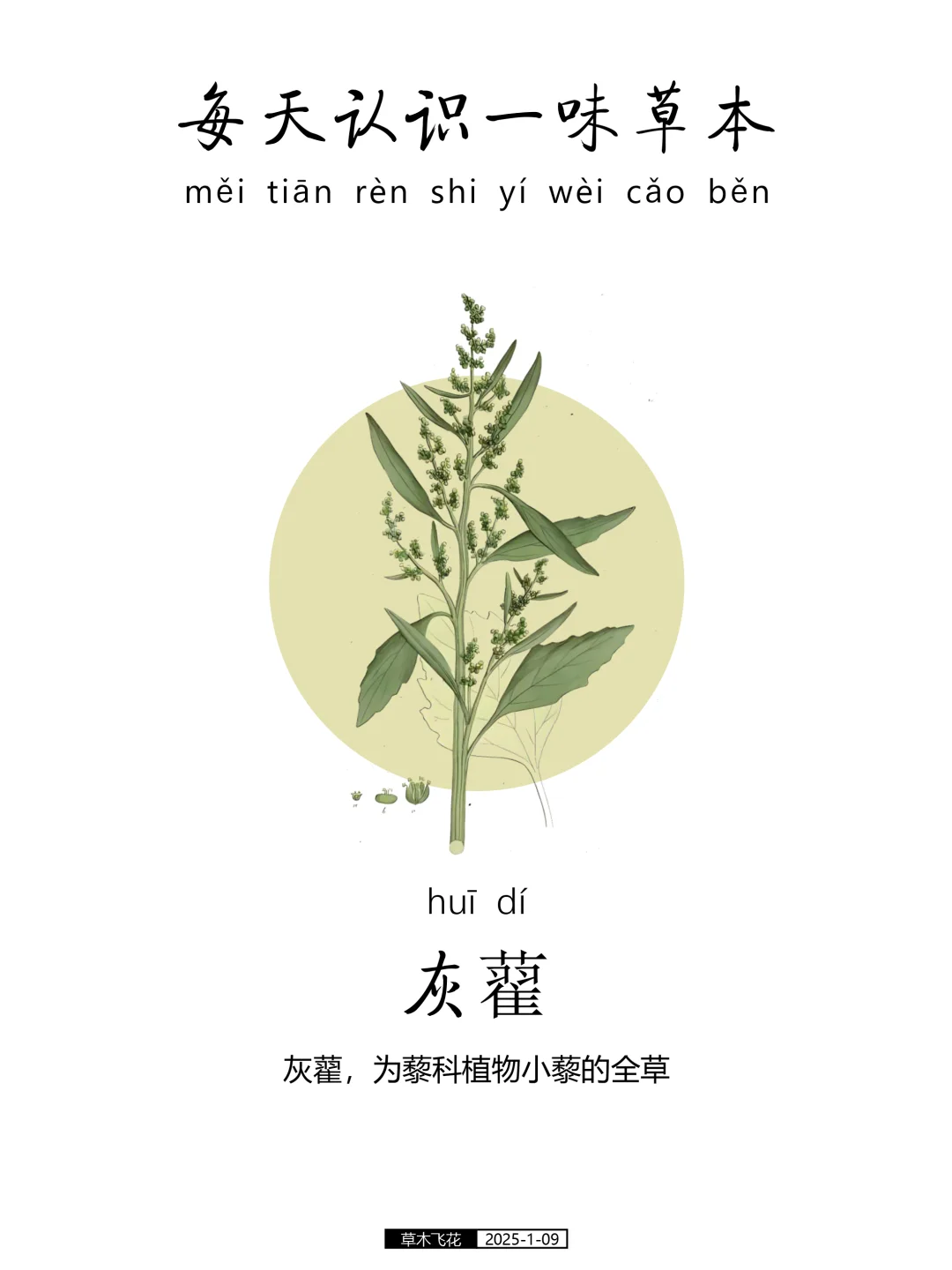 每天认识一味草本植物-灰藿🍀