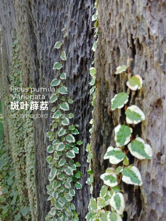 四季常绿耐热喜湿润爬藤植物-斑叶薜荔