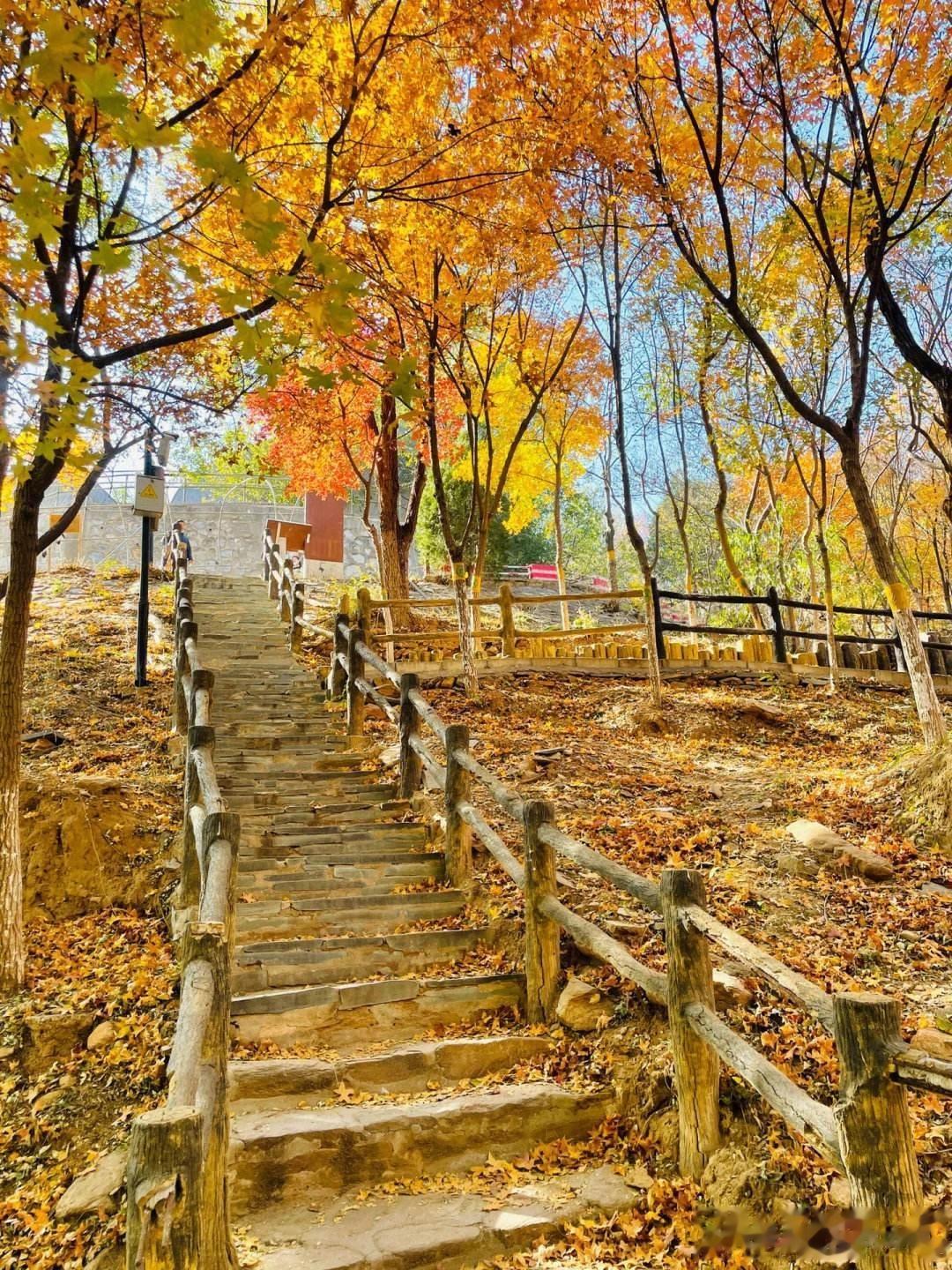 北宫森林公园
现在树叶正在慢慢变红，预计10月底迎来最佳观赏期。今天的风有点大，