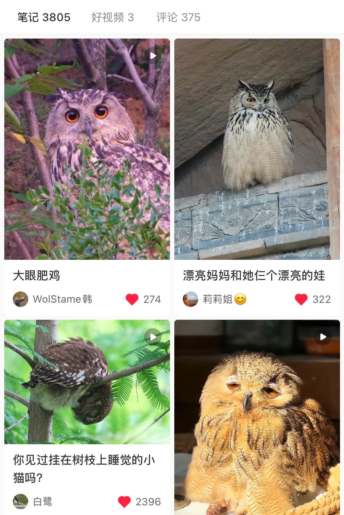 大眼肥鸡 