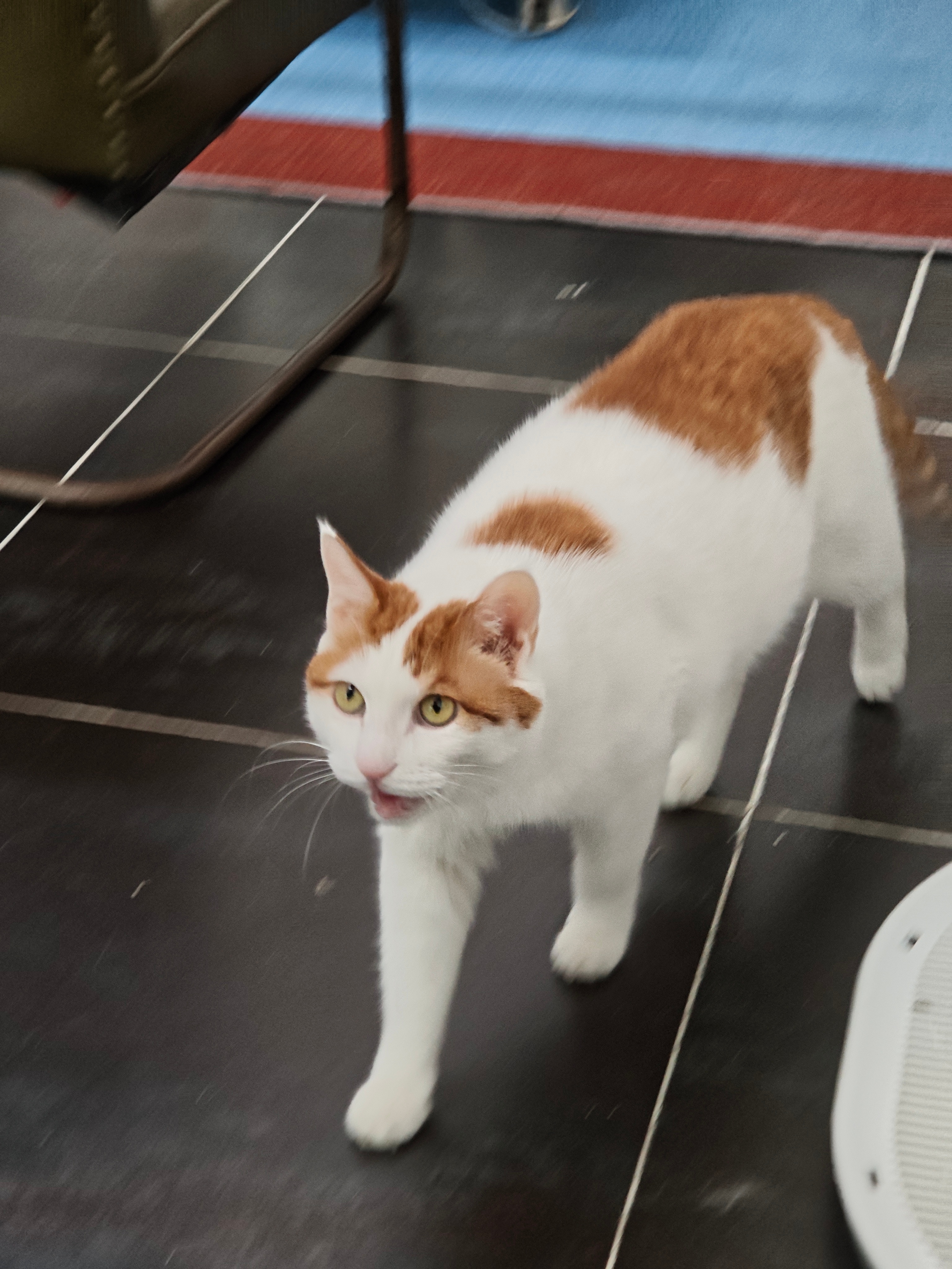 苹果实况你要毁了小猫实况拍小猫最好玩了瞬间捕捉微表情