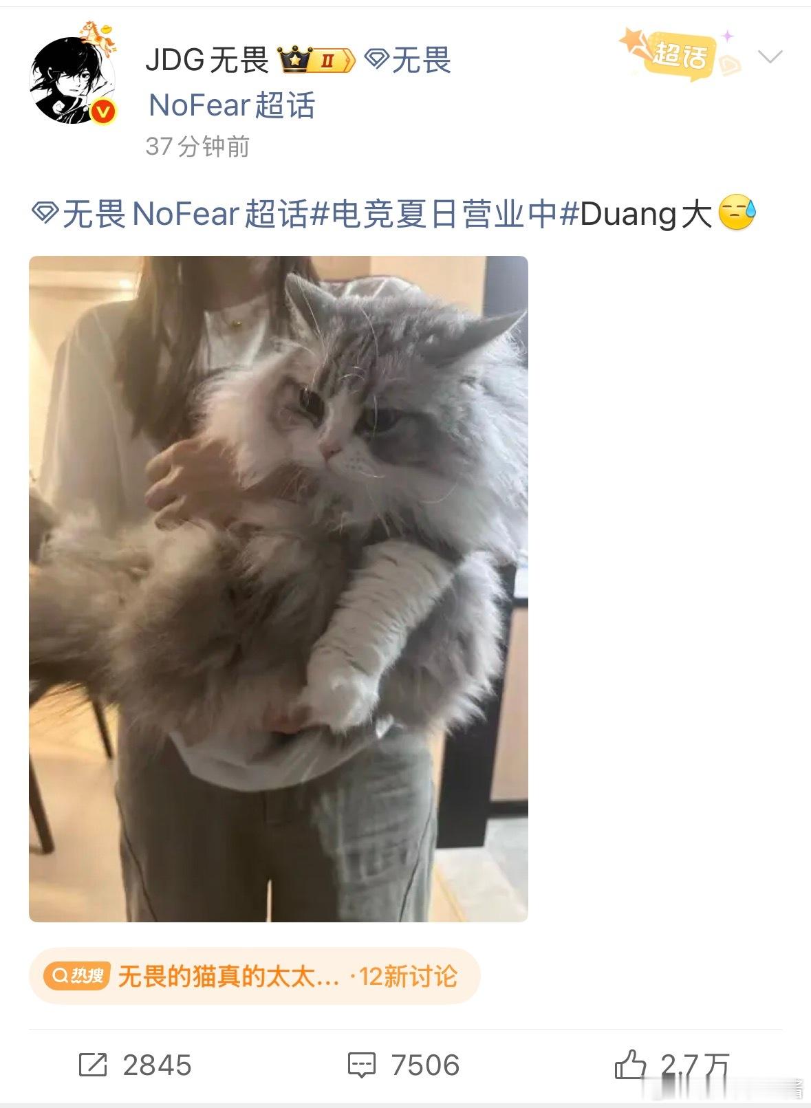 无畏的猫真的太太太大了谁能想到猫咪能长这么壮，蓬松长毛直接放大身形，抱起来都费劲