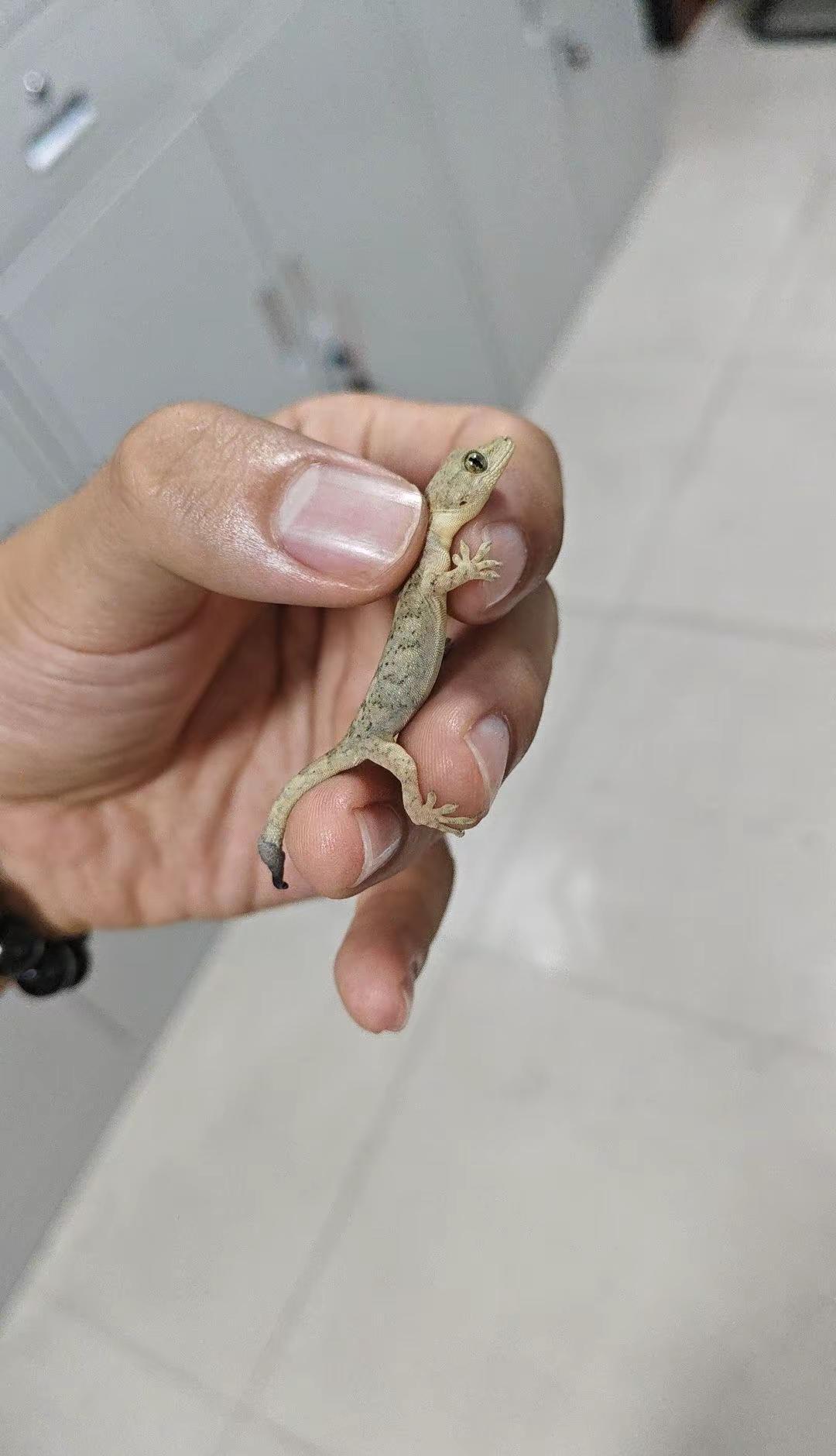 手感软绵，手下留情。没有断尾，可以，知道没危险，知道我会放了你蜥蜴 壁虎 掌上爬