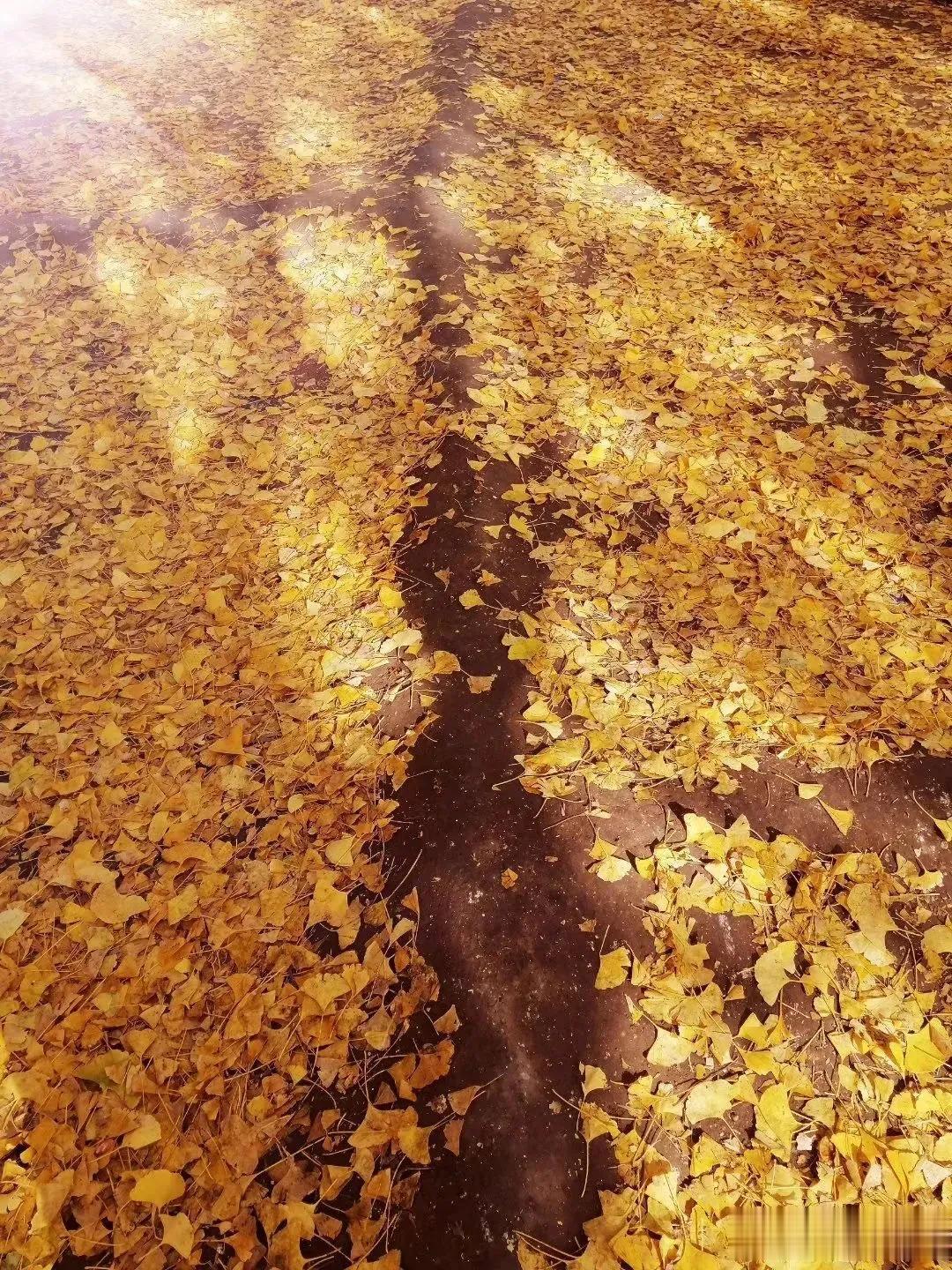 “曱甴，甴曱”你会读吗？是什么意思？涨学问了

一到炎热的夏天，令无数人闻风丧胆