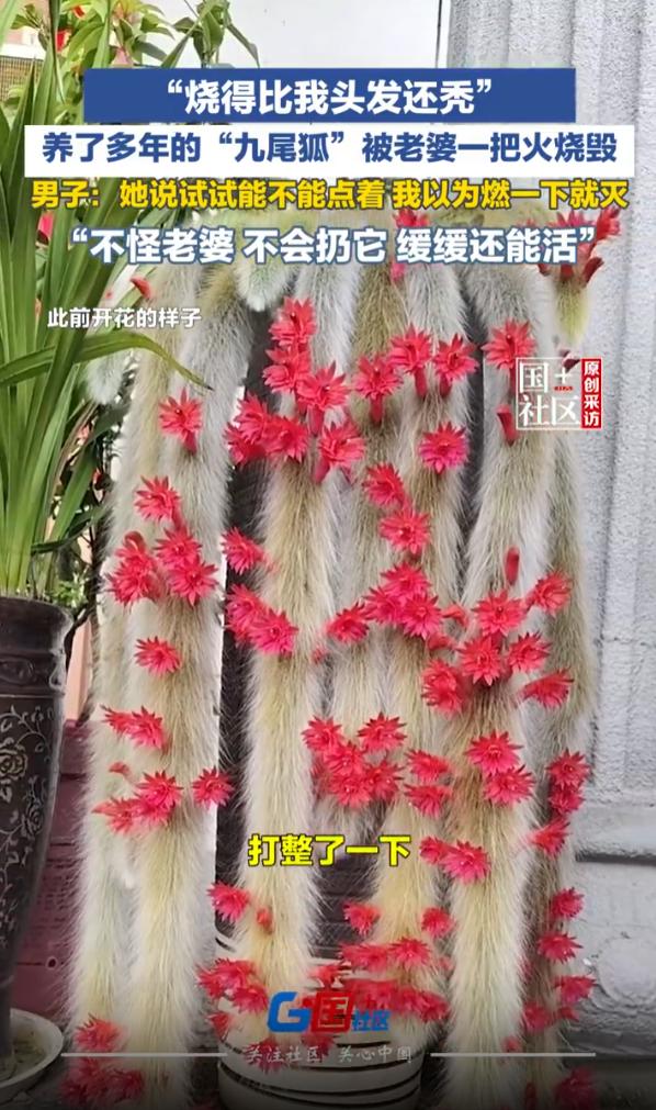 “好奇心害死猫！”云南昆明，男子耗费数年心血，精心养护了一盆九尾狐多肉，妻子好奇