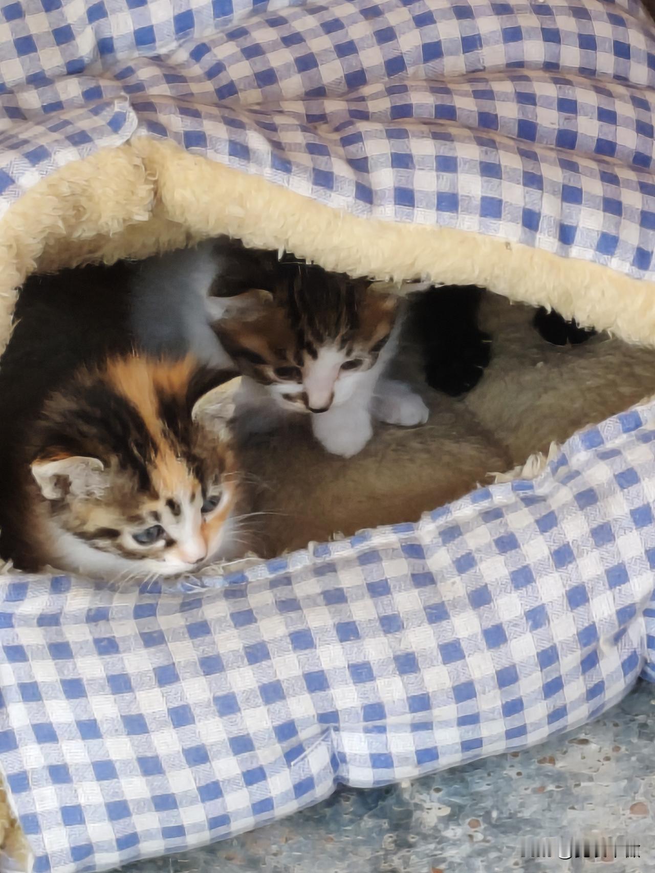 晒晒你相册里的流浪猫照片萌宠流浪猫