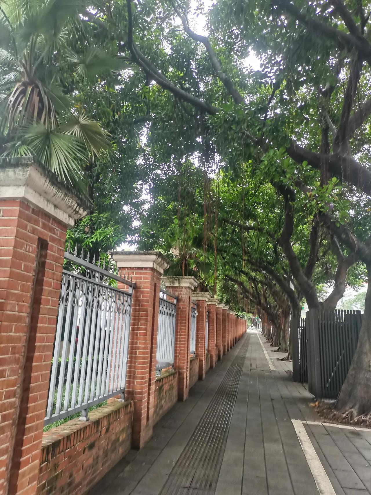 雨🌧后的街道显得格外清新，一切喧嚣都己被雨🌧水冲刷干净。
​路两旁的树木轻轻