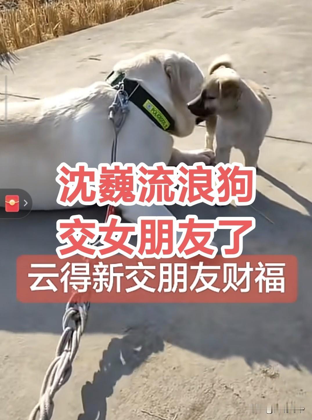 上海流浪大师沈巍的流浪狗喜得小女友，把沈流浪狗高兴的直打滚。

话说上海流浪大师