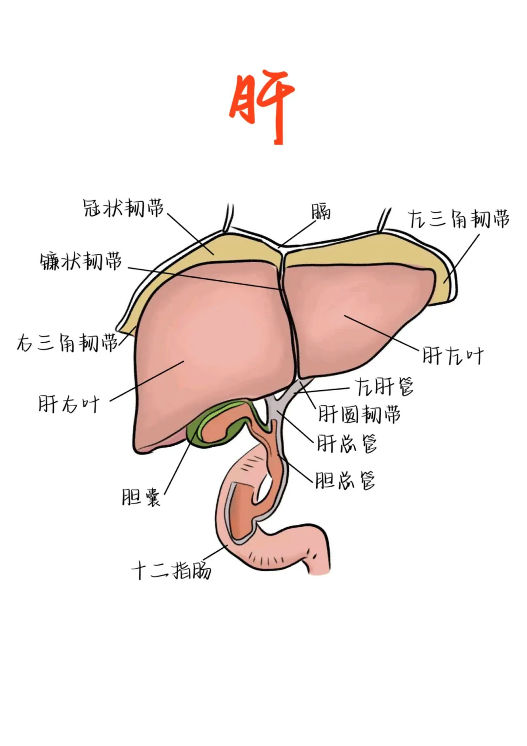 医学生笔记——肝解剖