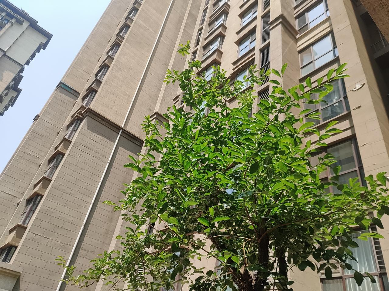 今天不仅天不蓝，还没有云，随手拍下楼前的柿子树吧～🍅🌳